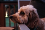 Raseprofil: Doxiepoo