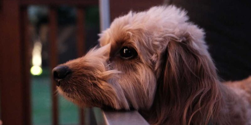 Raseprofil: Doxiepoo