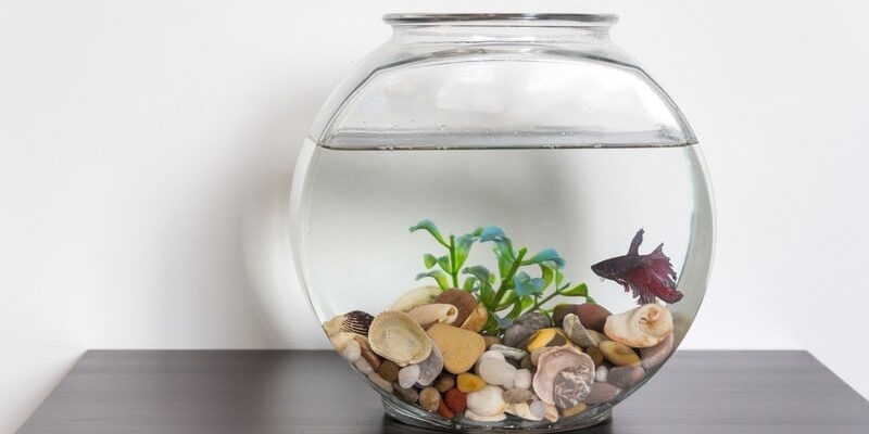 Kan jeg ha fisk i bolle uten pumpe?