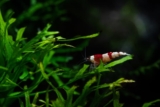 7 reker til akvariet ditt (med bilder)