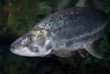 Goliat tigerfisk: Guide til hold og stell