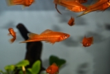 4 levendefødende akvariefisk