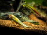 5 fantastiske sugefisk til akvariet ditt (med bilder)