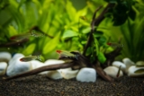 7 populære stimfisk til akvariet