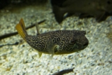 5 kulefisk du kan ha i akvariet