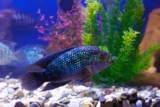 17 fargerike akvariefisk (med bilder)
