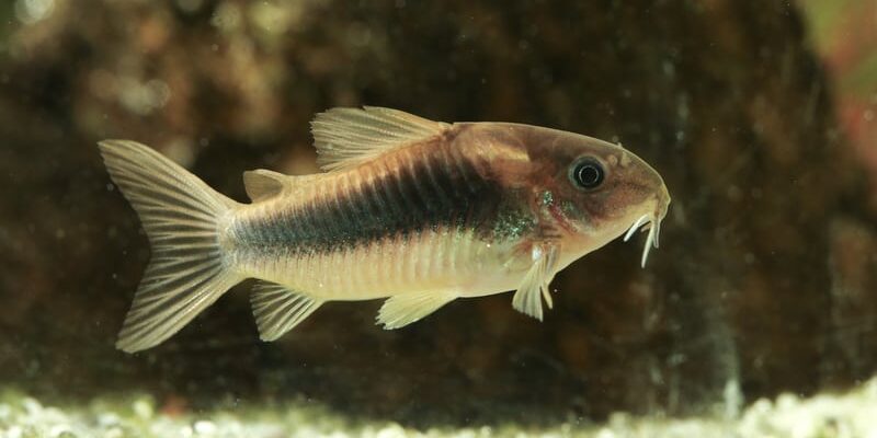 Metallpansermalle: Guide til hold og stell