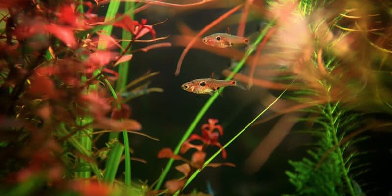 Komplett guide til hold av moskito-rasbora