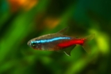 Neontetra: En komplett guide til hold og stell