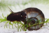 Posthornsnegle: Stell, oppdrett eller pest?
