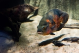 12 fantastiske ciklider til akvariet (med bilder)