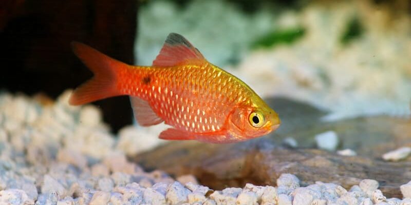 Praktbarbe: Guide til hold og stell