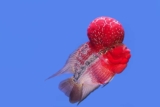 Guide til hold av flowerhorn ciklide