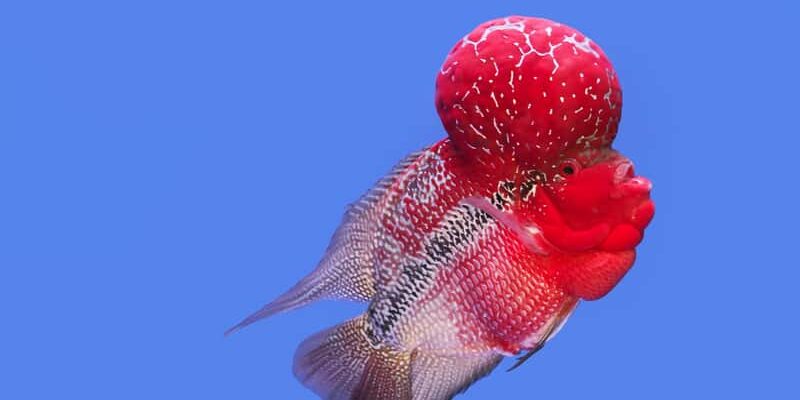 Guide til hold av flowerhorn ciklide
