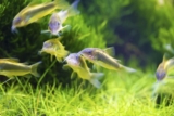 9 hardføre akvariefisk for nybegynnere