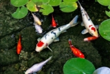 Koi: Den komplette guiden til hagedam og akvarie