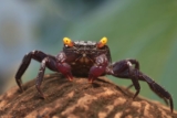 7 krabber til akvariet ditt (med bilder)