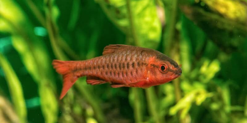 Cherrybarbe: Guide til hold og stell