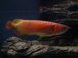 Asiatisk arowana: Guide til hold og stell