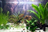 Akvarieplanter: Kunstige eller levende?