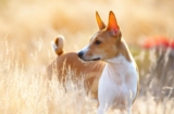 Raseprofil: Basenji