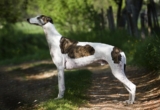 Raseprofil: Greyhound