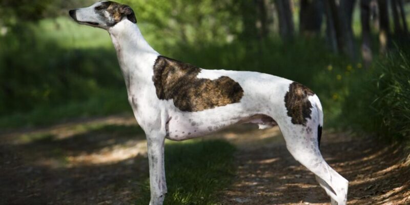 Raseprofil: Greyhound