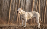 Hva er verdens sterkeste hund?