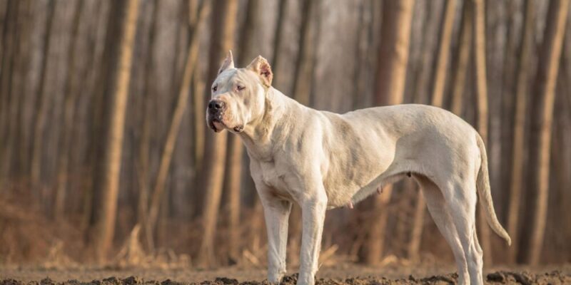 Hva er verdens sterkeste hund?