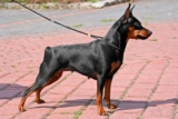 Raseprofil: Dvergpinscher