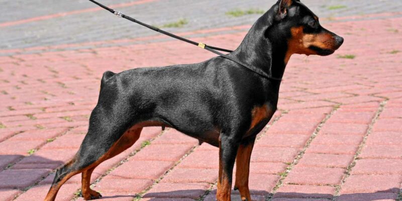 Raseprofil: Dvergpinscher