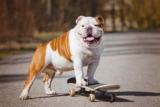 Raseprofil: Engelsk bulldog