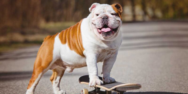 Raseprofil: Engelsk bulldog