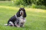Raseprofil: Cocker spaniel