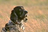 15 populære spaniel raser (med bilder)