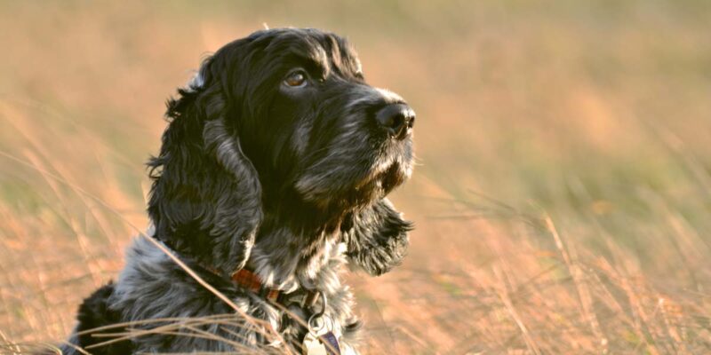 15 populære spaniel raser (med bilder)