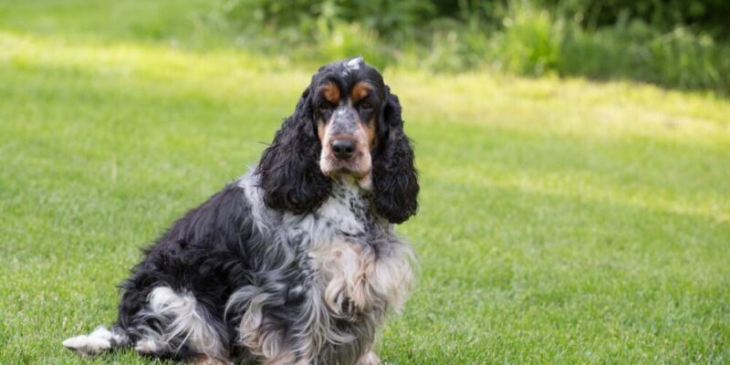 Raseprofil: Cocker spaniel