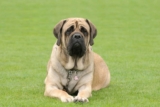 Raseprofil: Engelsk mastiff