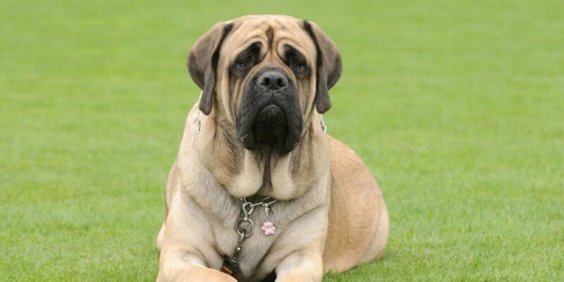 Raseprofil: Engelsk mastiff