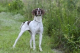Raseprofil: Engelsk pointer