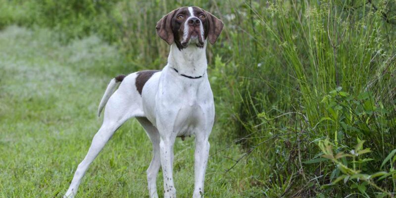 Raseprofil: Engelsk pointer