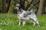 Raseprofil: Engelsk setter