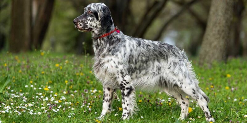 Raseprofil: Engelsk setter