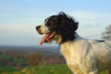 Raseprofil: Engelsk springer spaniel