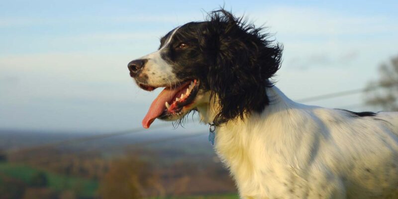 Raseprofil: Engelsk springer spaniel