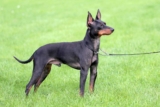 Raseprofil: Engelsk toy terrier