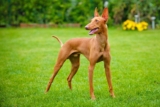 Raseprofil: Etnahund