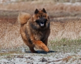 Raseprofil: Eurasier