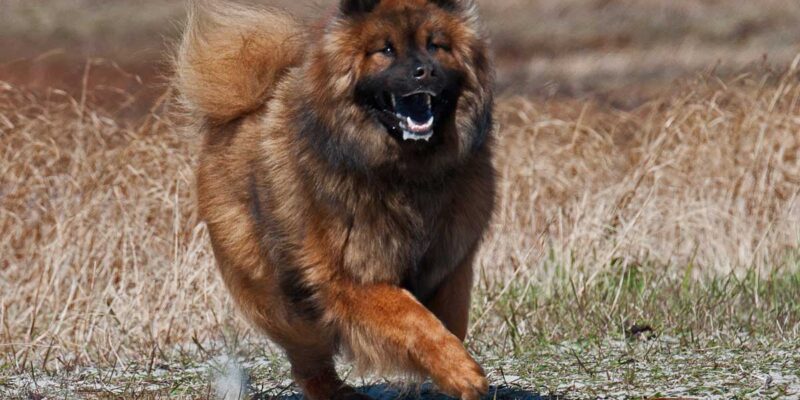 Raseprofil: Eurasier
