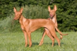 Raseprofil: Faraohund